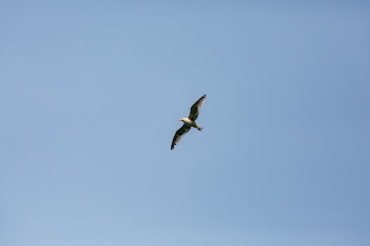 pexels-photo-34422189