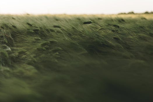 pexels-photo-2909065